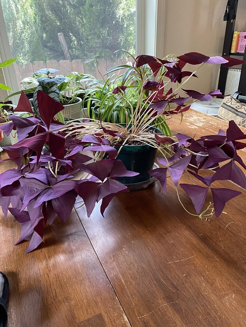 oxalis leaves Drooping