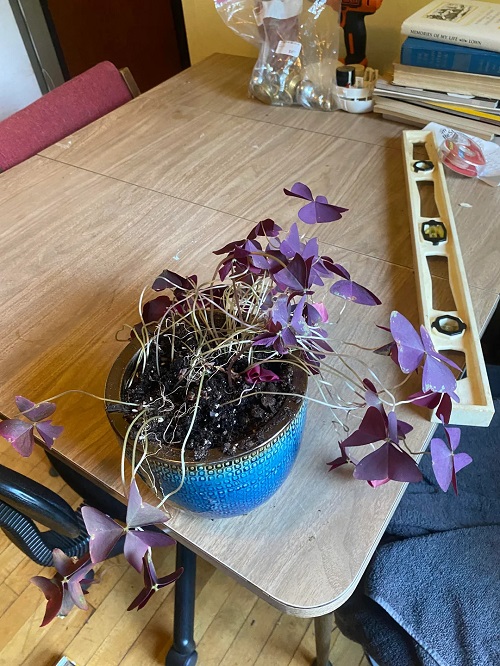 oxalis plant overwatering