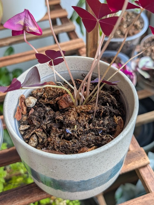 oxalis soil dry