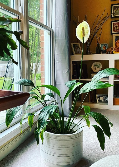peace lily near window