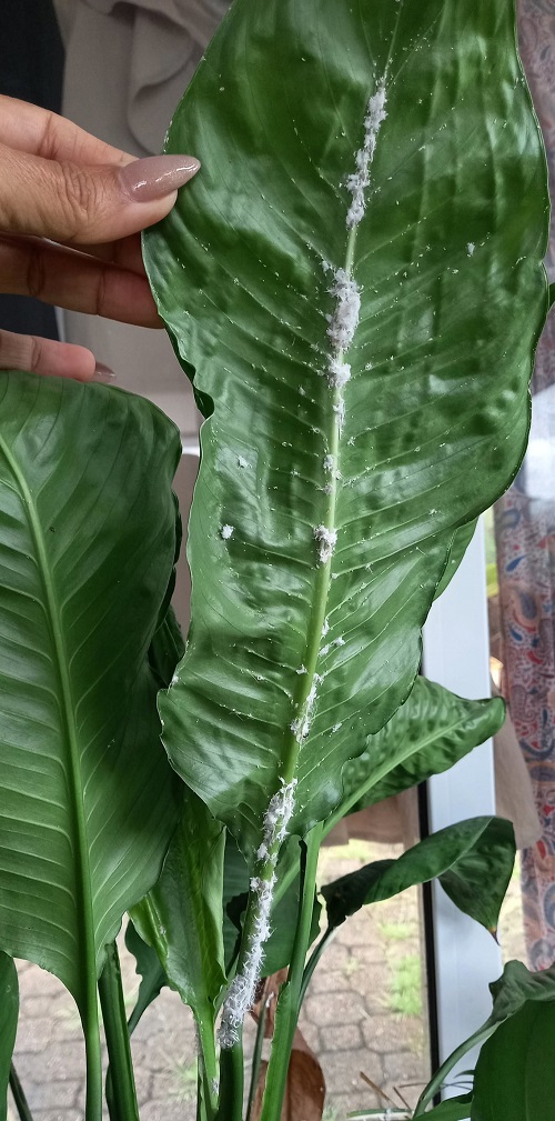 peace lily pests