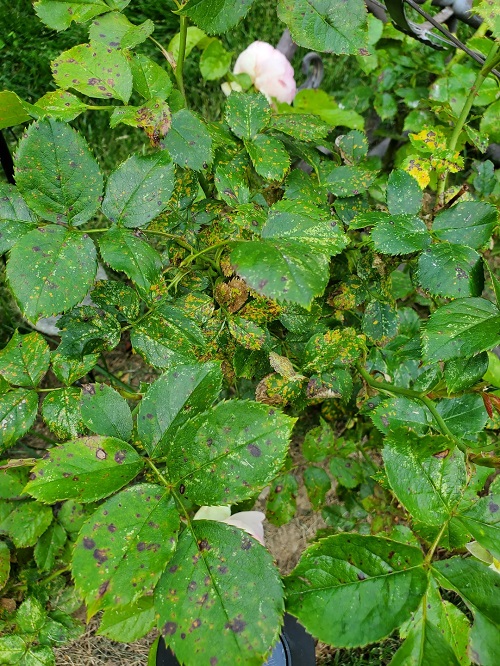 rose plant Signs of Disease