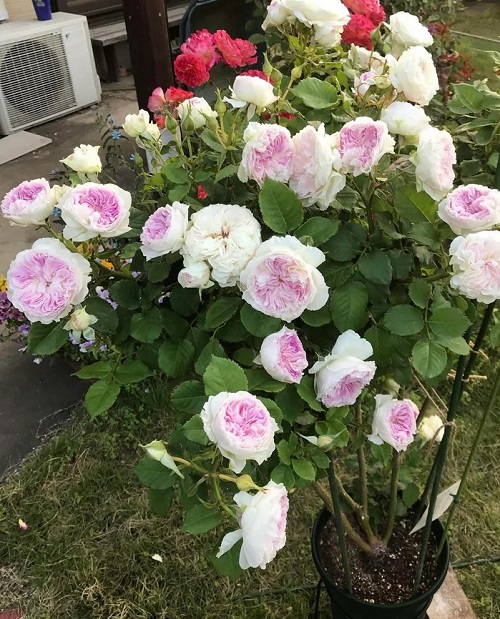 rose plant in pot in the garden