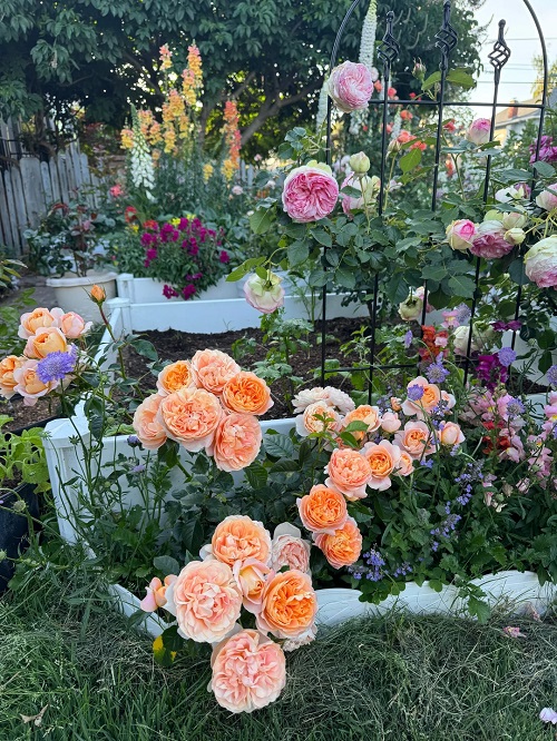 Want Beautiful Roses Next Summer? Do These Things in November