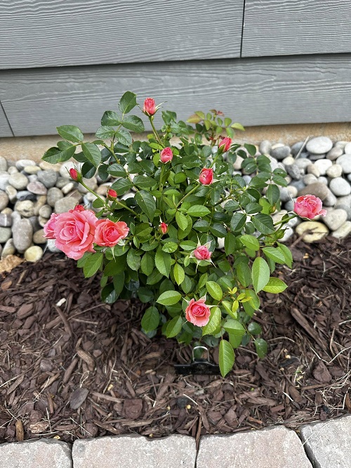 rose plant mulching