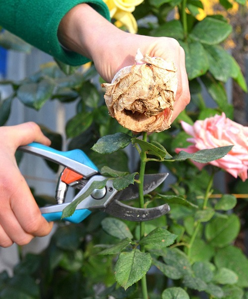 rose plant prune