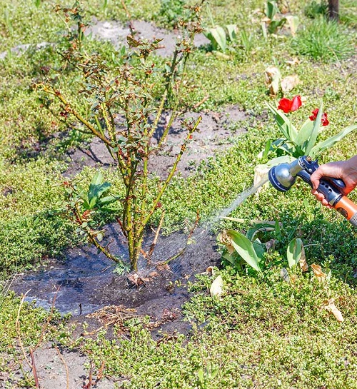 rose plant watering