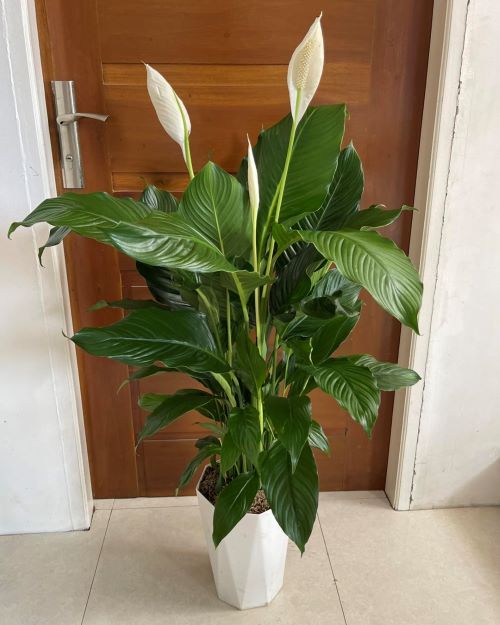 peace lily indoor
