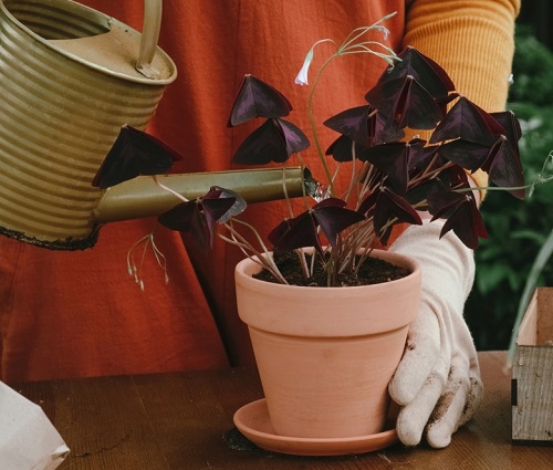 How Often to Water Dormant Oxalis